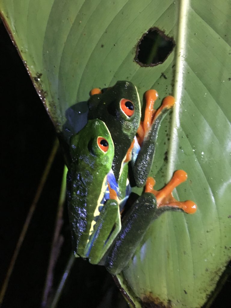 Mating red eyed tree frogs