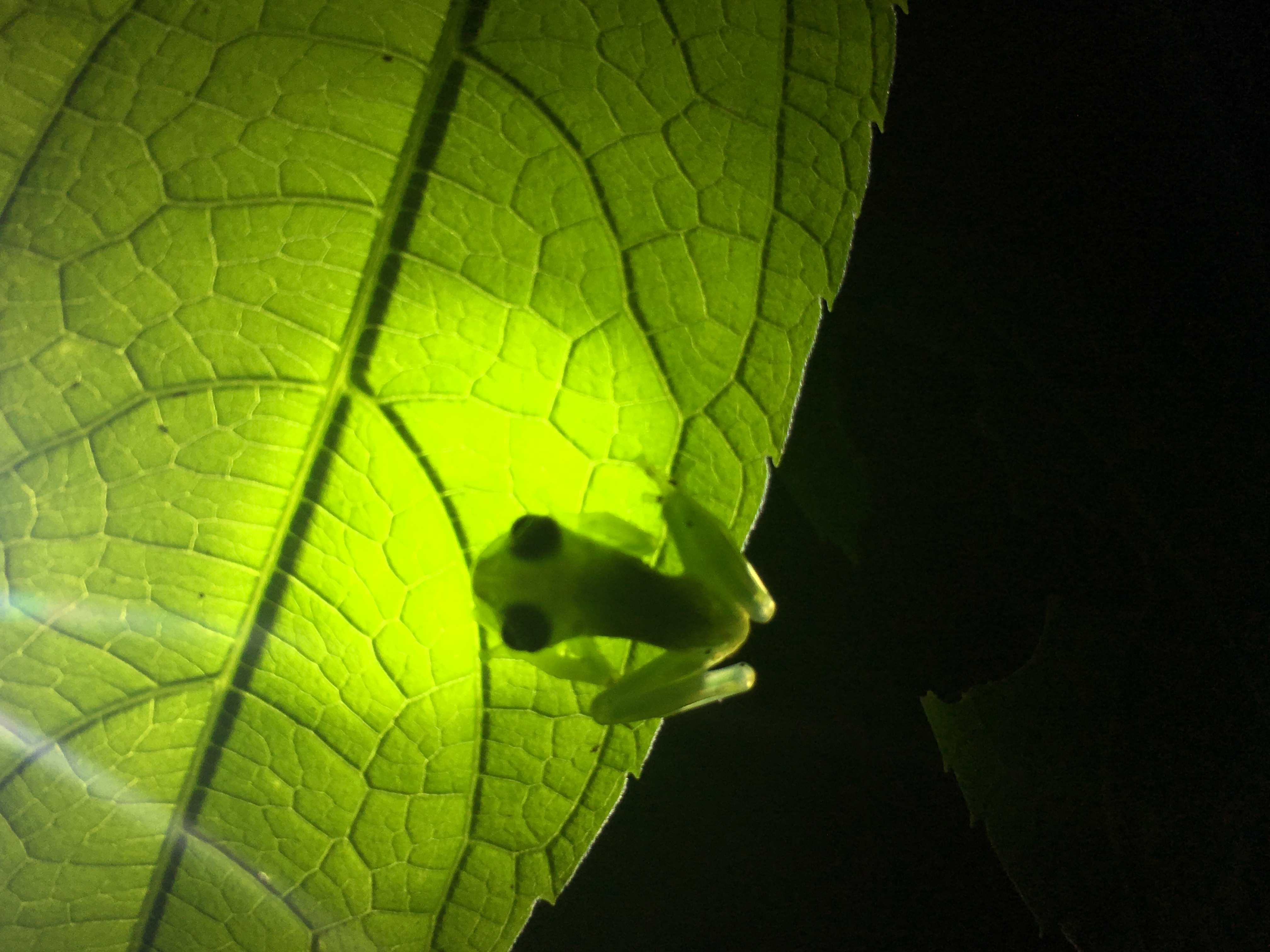 Glass frog