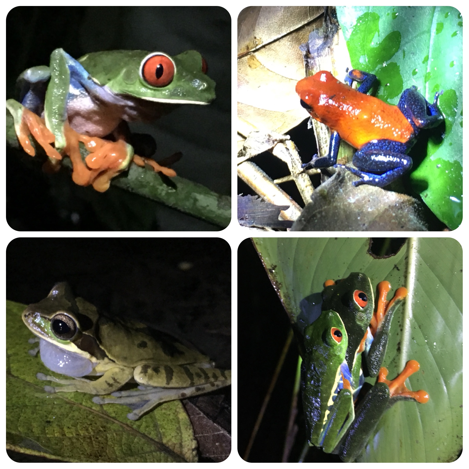 The frogs of Costa Rica