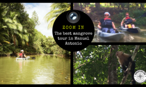 Best Mangrove Tour In Manuel Antonio